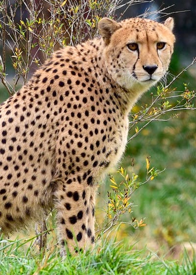 cheetah-sitting-big-cat-feline-162313